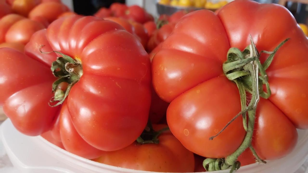 Arcamyrtus Pensionat Alghero Eksteriør billede